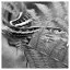 Snake 67 icon