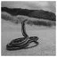 Snake 70 icon