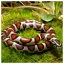 Snake 23 icon