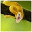Snake 2 icon
