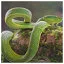 Snake 33 icon