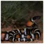 Snake 48 icon