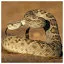Snake 43 icon