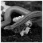 Snake 72 icon