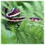 Snake 17 icon