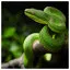 Snake 28 icon