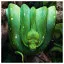 Snake 49 icon