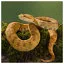 Snake 45 icon