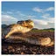 Snake 15 icon