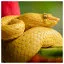 Snake 21 icon