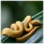 Snake 11 icon