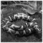 Snake 73 icon
