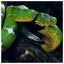 Snake 10 icon