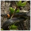 Snake 41 icon