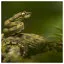 Snake 31 icon
