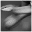 Snake 59 icon