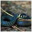 Snake 36 icon