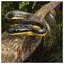 Snake 30 icon