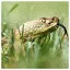 Snake 7 icon