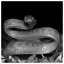 Snake 82 icon