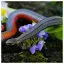 Snake 22 icon