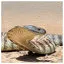 Snake 13 icon
