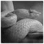 Snake 71 icon