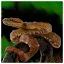 Snake 3 icon