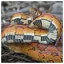 Snake 47 icon
