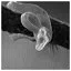 Snake 52 icon