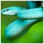 Snake 9 icon