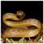 Snake 32 icon