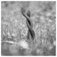 Snake 75 icon