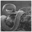 Snake 83 icon