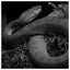 Snake 87 icon