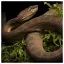 Snake 37 icon