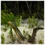 Snake 42 icon