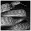 Snake 64 icon