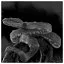 Snake 53 icon