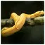 Snake 8 icon