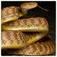 Snake 14 icon