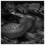 Snake 88 icon