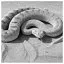 Snake 54 icon
