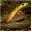Snake 24 icon