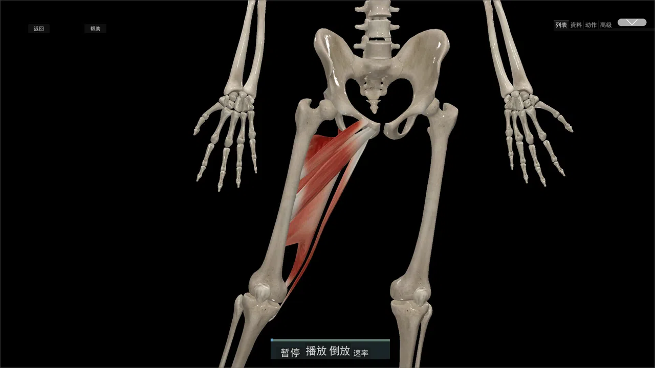 Kinetic Anatomy 3D Screenshot 2