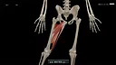 Kinetic Anatomy 3D Screenshot 2