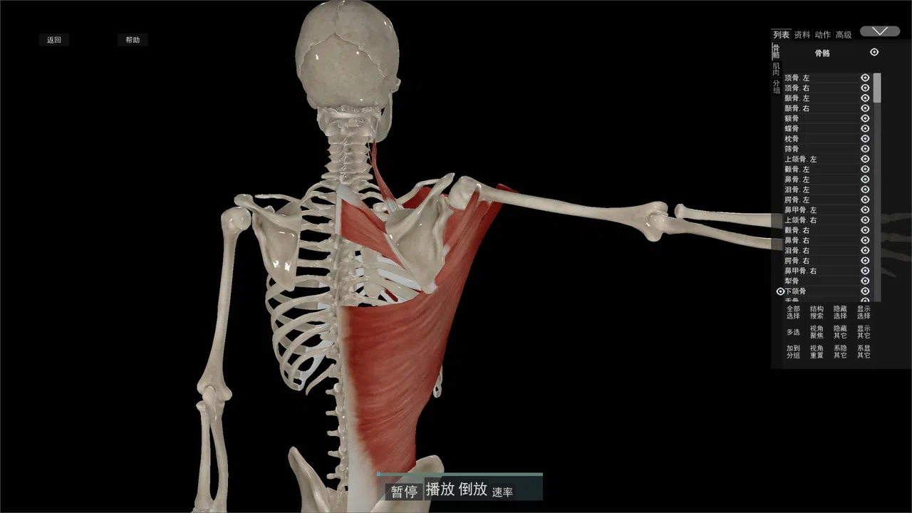 Kinetic Anatomy 3D Screenshot 3