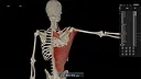 Kinetic Anatomy 3D Screenshot 3