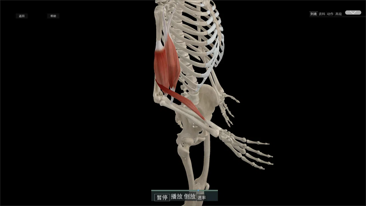 Kinetic Anatomy 3D Screenshot 0