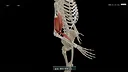 Kinetic Anatomy 3D Screenshot 0